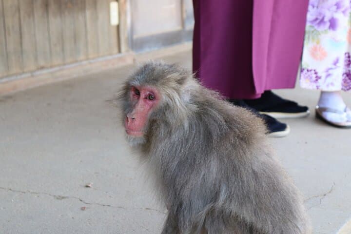 Private Kyoto Morning Tour: Fushimi Inari, Arashiyama & Monkey — photo 8
