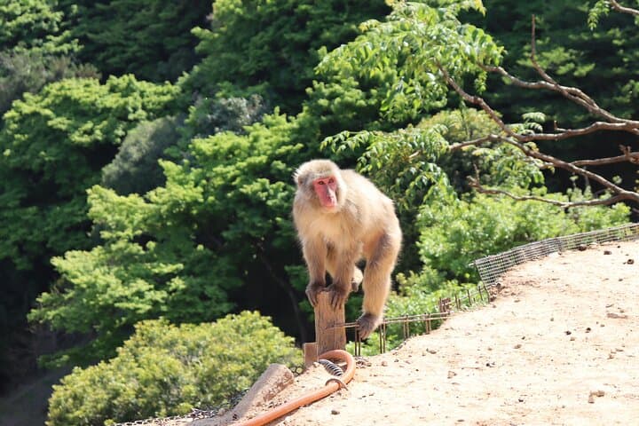 Private Kyoto Morning Tour: Fushimi Inari, Arashiyama & Monkey — photo 18