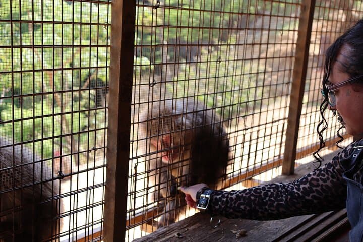 Private Kyoto Morning Tour: Fushimi Inari, Arashiyama & Monkey — photo 14