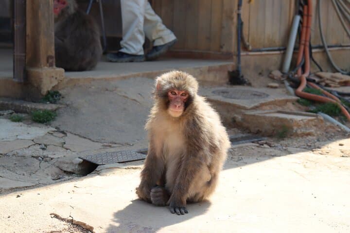 Private Kyoto Morning Tour: Fushimi Inari, Arashiyama & Monkey — photo 19