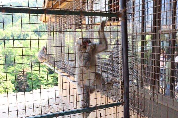 Private Kyoto Morning Tour: Fushimi Inari, Arashiyama & Monkey — photo 20
