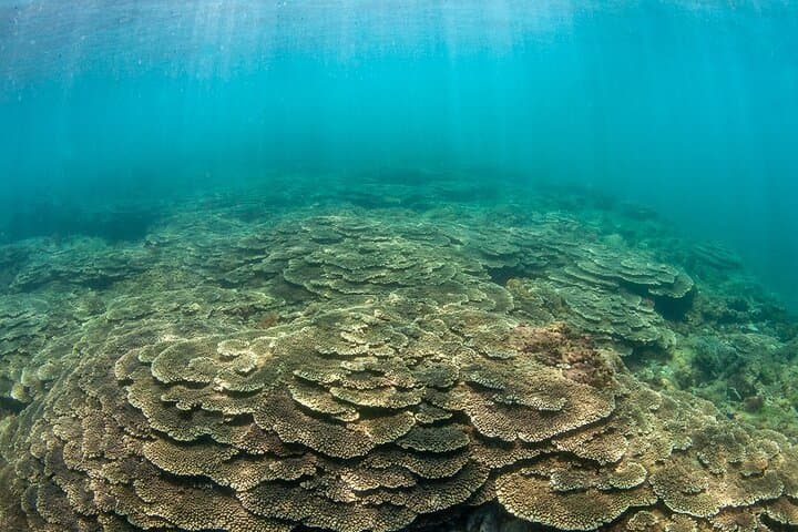 Shared Scuba Diving Trip in Kushimoto — photo 4
