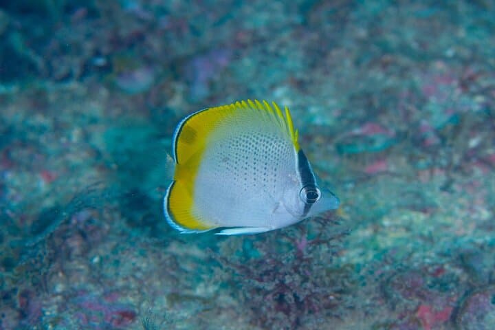 Shared Scuba Diving Trip in Kushimoto — photo 5