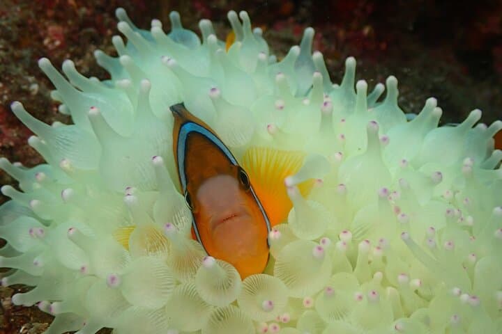 Shared Scuba Diving Trip in Kushimoto — photo 6