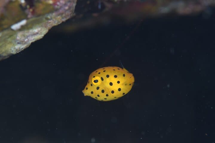 Shared Scuba Diving Trip in Kushimoto — photo 7