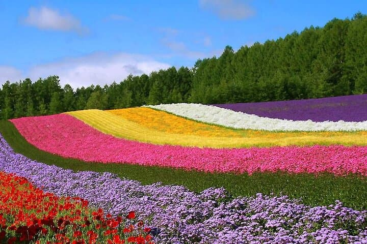 Hokkaido Farm Tomita Shikisai Hill Waterfall& Blue Pond Day Tour — photo 3
