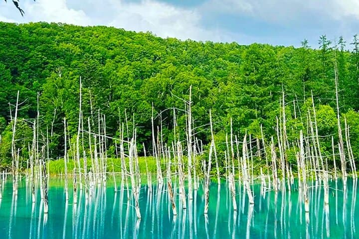 Hokkaido Farm Tomita Shikisai Hill Waterfall& Blue Pond Day Tour — photo 5