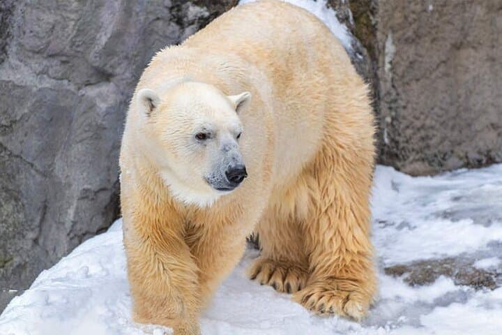Asahiyama Zoo, Christmas Tree, Fairy Terrace Day Tour | Hokkaido — photo 3