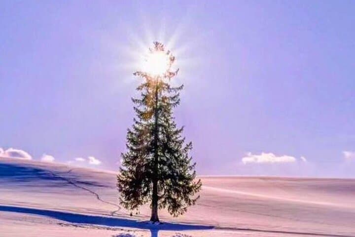 Asahiyama Zoo, Christmas Tree, Fairy Terrace Day Tour | Hokkaido — photo 11