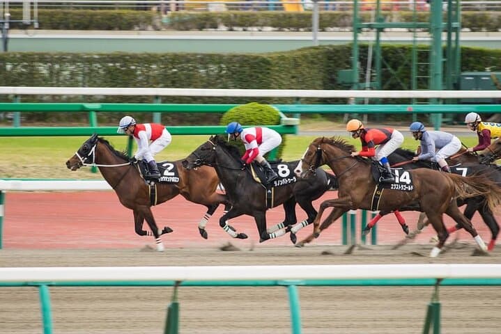 Horse Racing Tour with Local Fans in Nakayama Racecourse