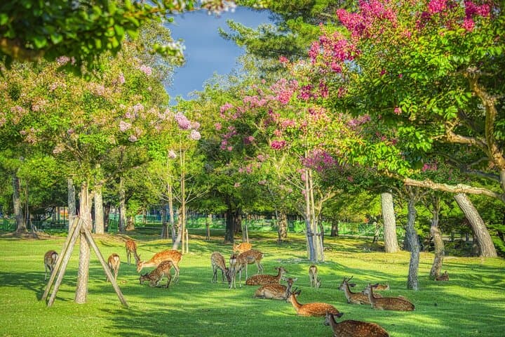 From Osaka or Kyoto: Kyoto and Nara 1-Day Bus Tour — photo 3