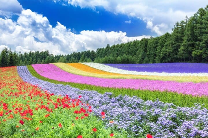 2026 Biei Blue Pond "Aoi-Ike", Asahiyama Zoo and Farm Tomita — photo 9