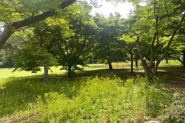 Discover the History of Shinjuku Gyoen – Private Walking Tour — photo 12