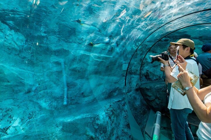 Asahiyama Zoo, Shirahige Falls, Biei, and Blue Pond Day Tour — photo 5