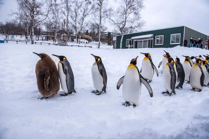 Asahiyama Zoo, Shirahige Falls, Biei, and Blue Pond Day Tour — photo 3