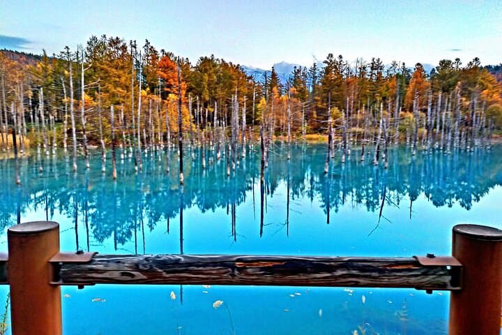 Asahiyama Zoo, Shirahige Falls, Biei, and Blue Pond Day Tour — photo 6