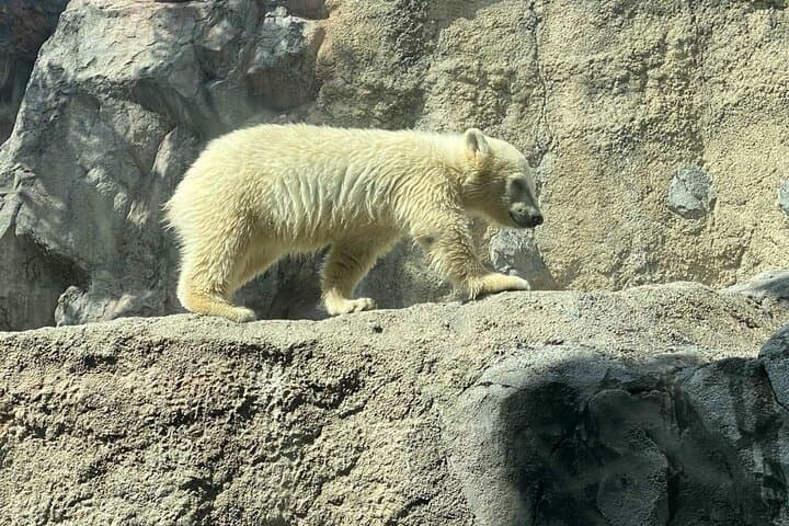 Asahiyama Zoo, Shirahige Falls, Biei, and Blue Pond Day Tour — photo 2