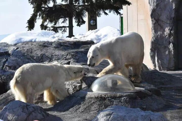 Asahiyama Zoo, Shirahige Falls, Biei, and Blue Pond Day Tour — photo 4