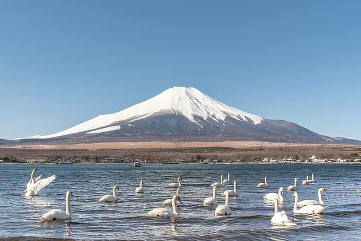 Fuji Five Lakes Guided Day Trip — photo 10