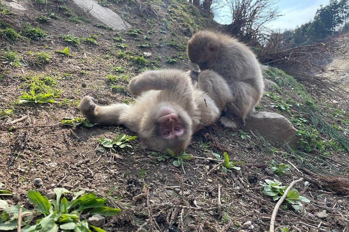 Green Season Snow Monkeys: Baby Monkeys & Scenic Forest Walk — photo 8