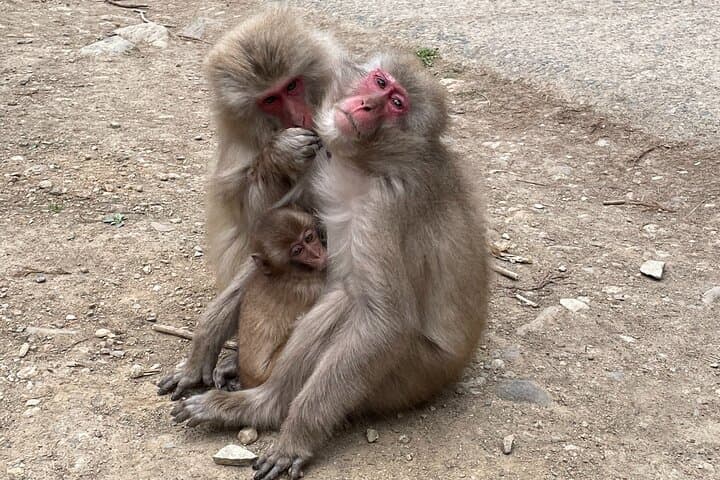 Green Season Snow Monkeys: Baby Monkeys & Scenic Forest Walk — photo 12