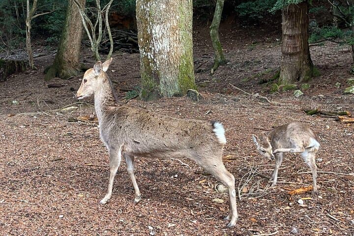 Private Guided Tour to Miyajima from Osaka or Kyoto — photo 10