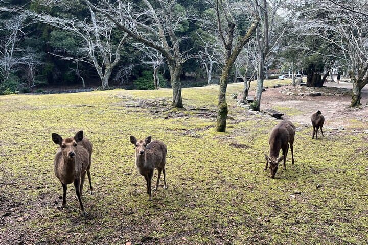Private Guided Tour to Miyajima from Osaka or Kyoto — photo 11