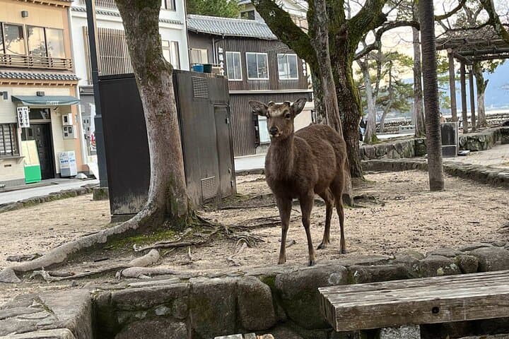 Private Guided Tour to Miyajima from Osaka or Kyoto — photo 17