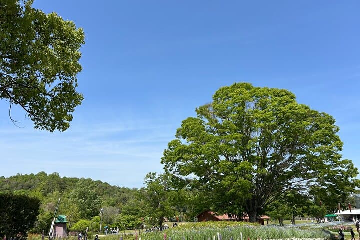 Private Himeji Drive with Fresh Oyster in Winter and Culture — photo 4