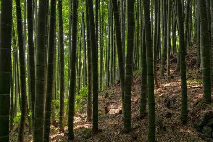 Private Day Tour to Mt Fuji - Onsen Bliss & Nature - From Tokyo — photo 13