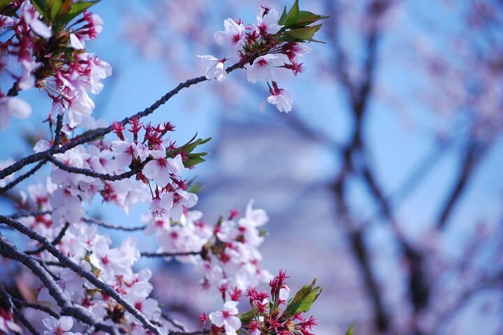 Explore Himeji Castle a Guided Walking Tour — photo 4