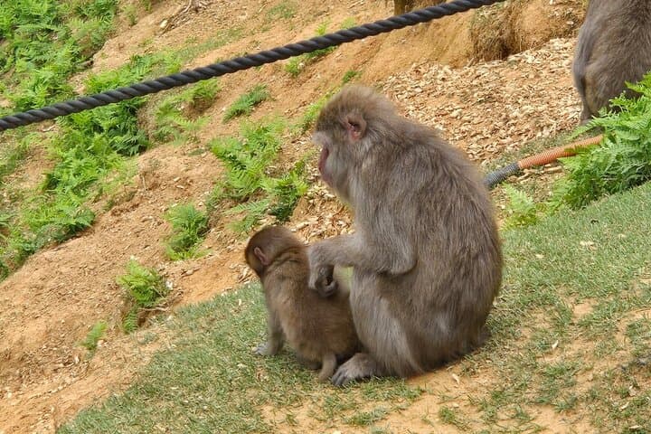 Arashiyama Half Day Tour — photo 6