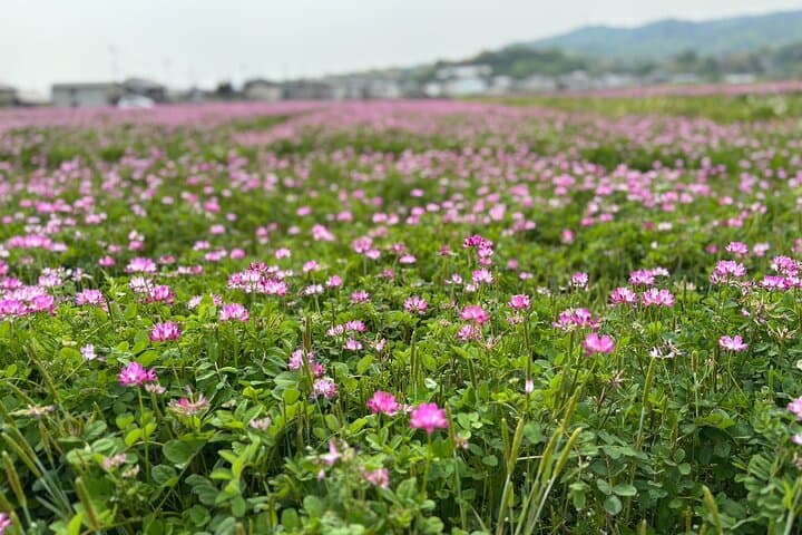 E-Bike Tour through Ikaruga’s Temples and Countryside — photo 10