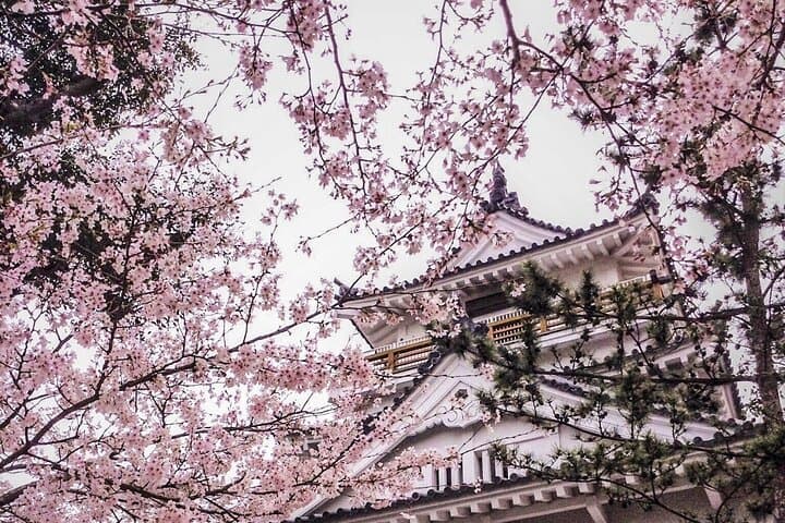 Kimono Walk and Tea ceremooy and sake in Historic Kitsuki Castle — photo 4