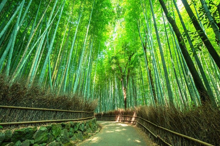 Kyoto Guided Tour of Bamboo Forest, Temple and more — photo 4