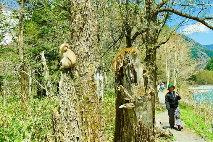Kamikochi & Matsumoto Castle: A Perfect Nature & Heritage Day — photo 12