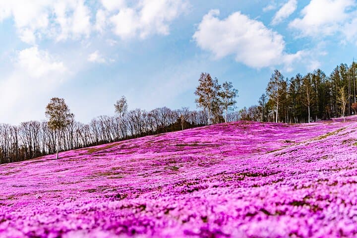 Wherever you want! 1-Day Private Tour from Sapporo to Furano more — photo 8