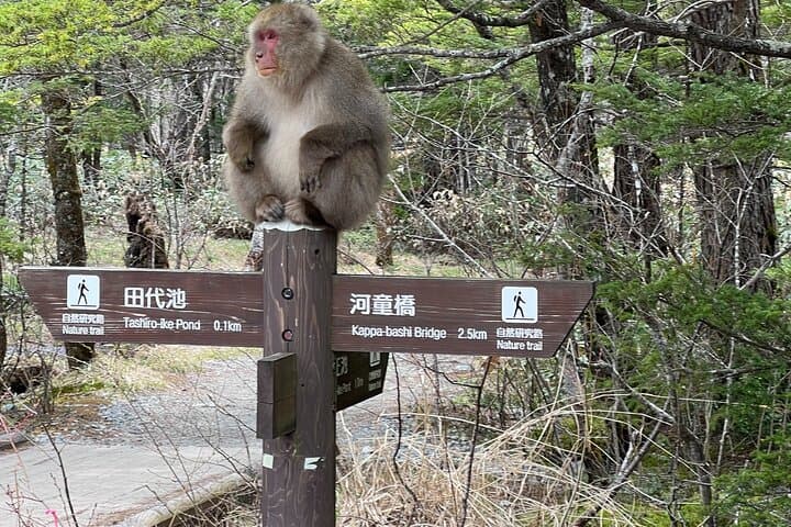 Japan Alps [Kamikochi Day Tour]｜Roundtrip from Nagoya — photo 12