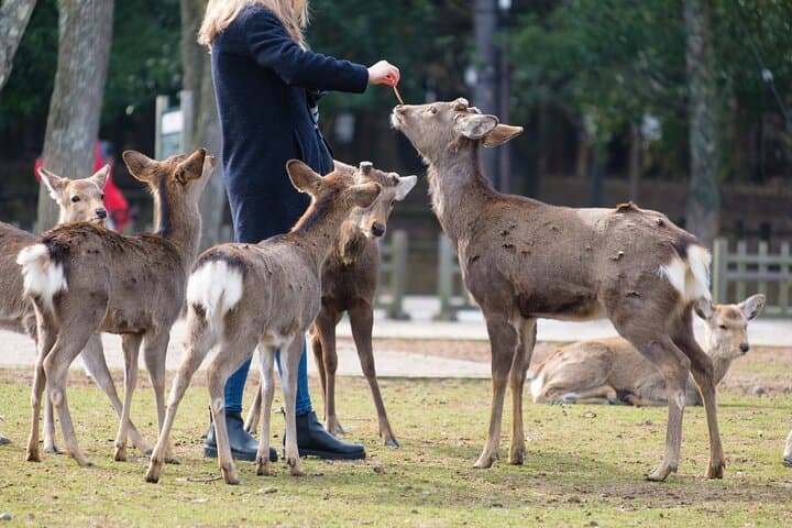Nara: Enjoy Highlight Of Nara in 3 hours — photo 2