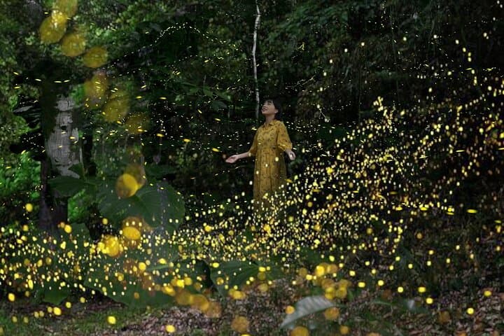 Ishigaki Sunset Limited Time Yaeyama Firefly Viewing Tour