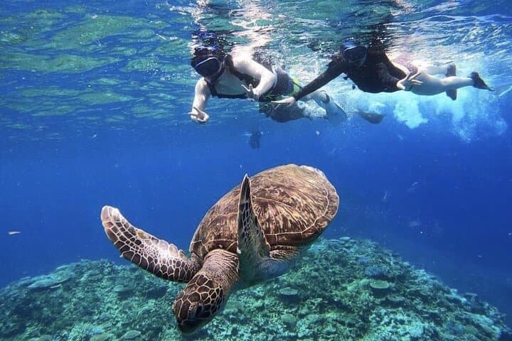 Okinawa Iriomote Snorkeling Tour at Coral Island — photo 4