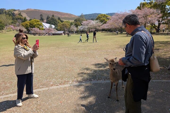 Nara Day Trip from Kyoto with a Licensed Guide — photo 14