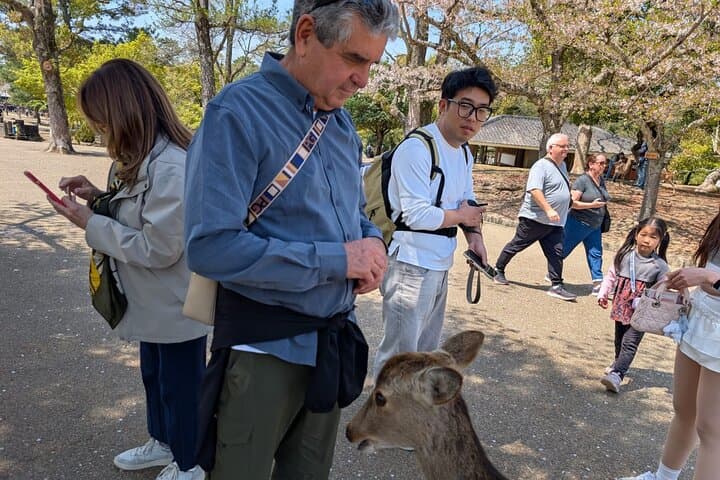 Nara Day Trip from Kyoto with a Licensed Guide — photo 10