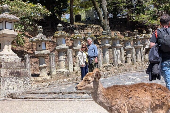 Nara Day Trip from Kyoto with a Licensed Guide — photo 12