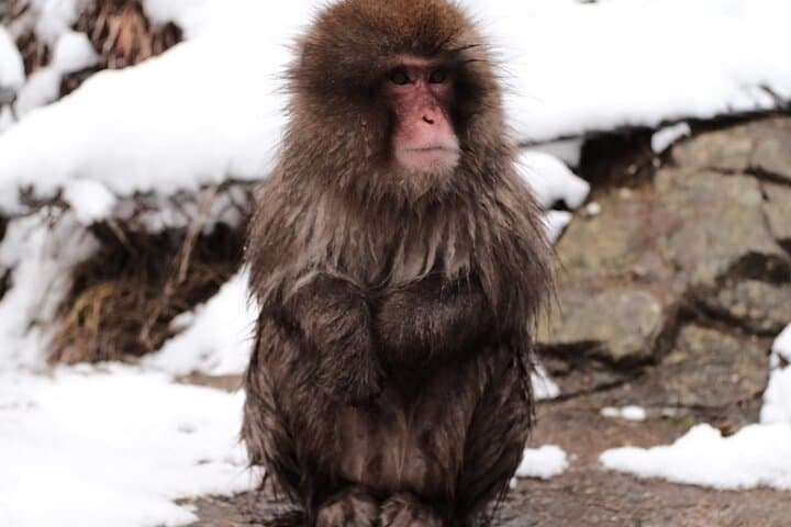 Nagano Snow Monkeys -Half day Private Tour — photo 5