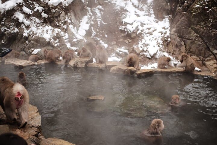 Jigokudani Snow Monkey and Togakushi Shrine Private Tour — photo 6