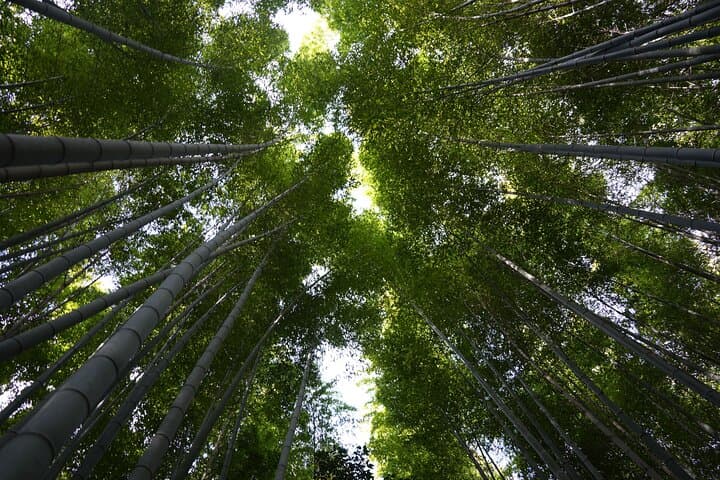 Kyoto Full-Day Bus Tour: Nijo, Arashiyama & Fushimi Inari (EN/ES) — photo 18
