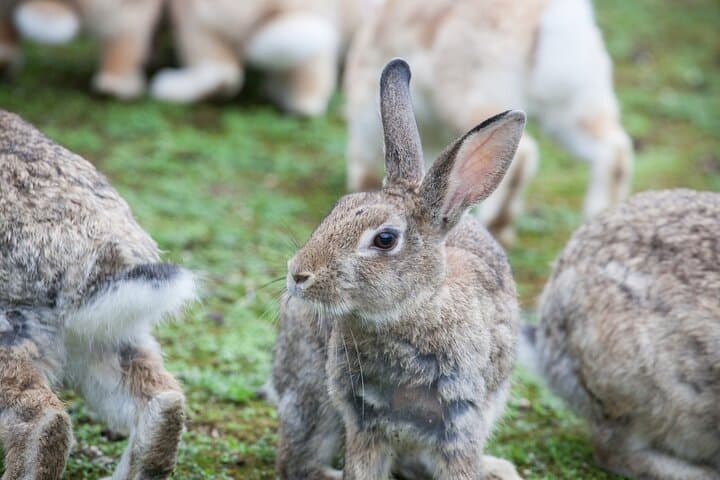 Okunoshima Rabbit Island Cycling Tour with Local Guide — photo 2