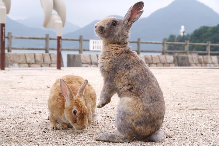 Okunoshima Rabbit Island Cycling Tour with Local Guide — photo 16