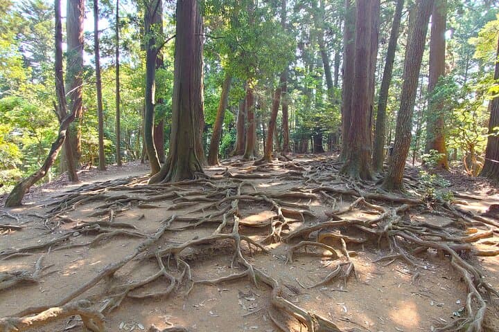 Kyoto: Kurama Hike & Kamo River Slow Cycling Tour — photo 19